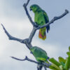 Wild Scaly-naped Amazons perch on a bare branch
