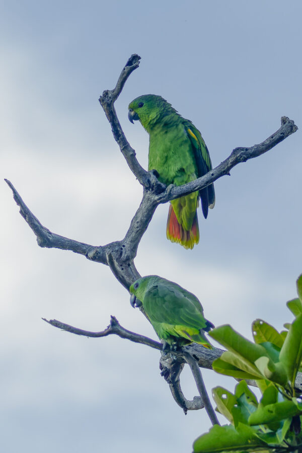 Wild Scaly-naped Amazons perch on a bare branch