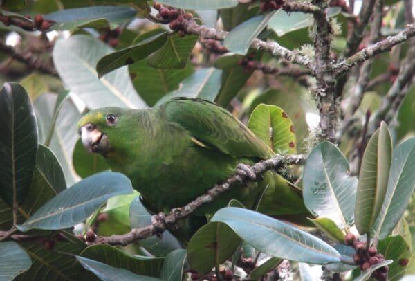 A wild Scaly-naped Amazon perches in a tree