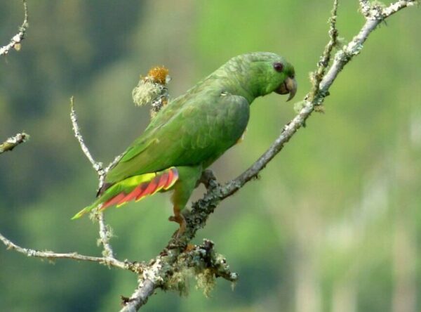 A wild Scaly-naped Amazon perches on a mossy branch
