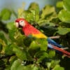 A wild Scarlet Macaw perches in a tree