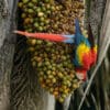A wild Scarlet Macaw clings to a palm fruit bunch