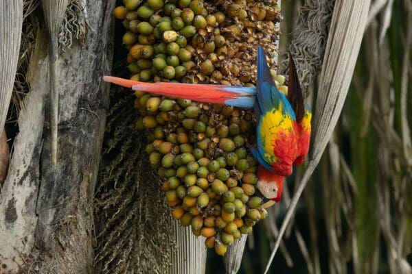 A wild Scarlet Macaw clings to a palm fruit bunch