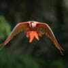 A wild Scarlet Macaw in flight