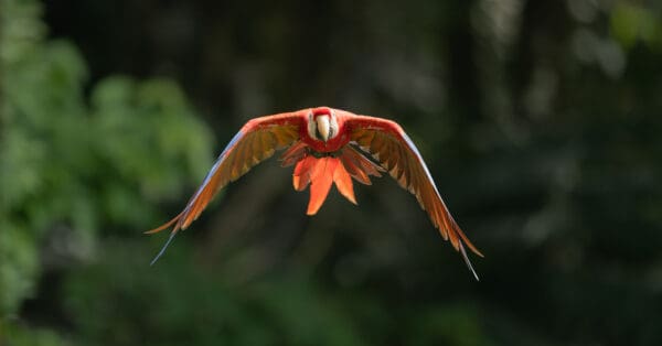 A wild Scarlet Macaw in flight