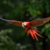 A wild Scarlet Macaw in flight
