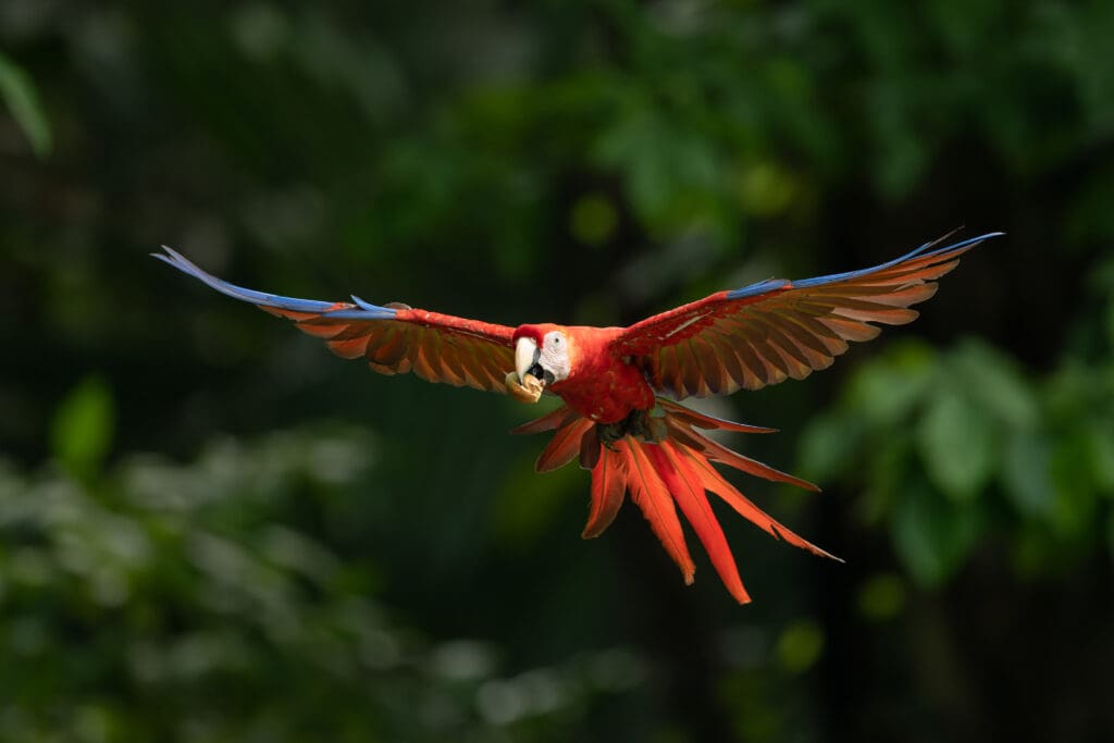 A wild Scarlet Macaw in flight