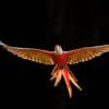 A wild Scarlet Macaw in flight