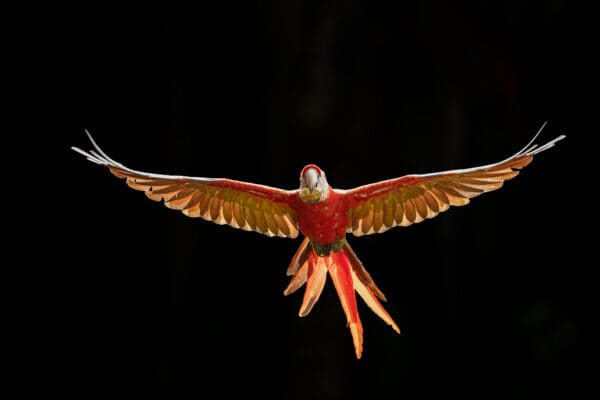 A wild Scarlet Macaw in flight
