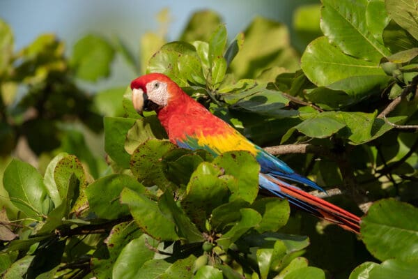 A wild Scarlet Macaw perches in a tree