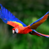 A wild Scarlet Macaw in flight