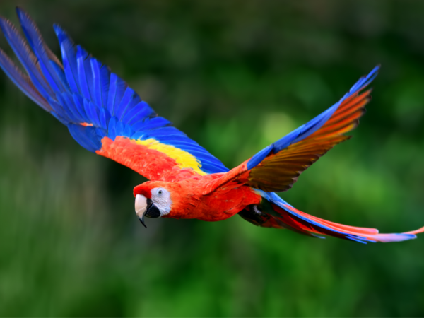 A wild Scarlet Macaw in flight
