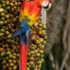 A wild Scarlet Macaw perches atop a bunch of palm fruits