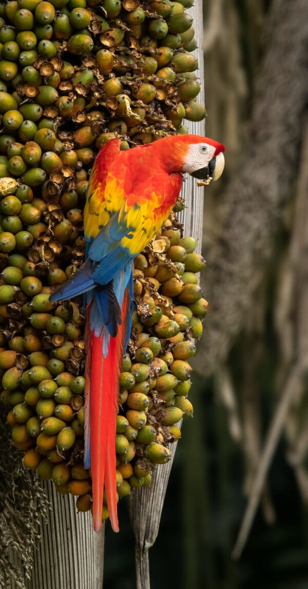 A wild Scarlet Macaw perches atop a bunch of palm fruits