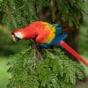 A wild Scarlet Macaw clings to a tree branch