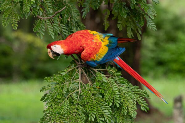 A wild Scarlet Macaw clings to a tree branch