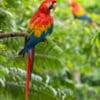 Wild Scarlet Macaws perch in trees