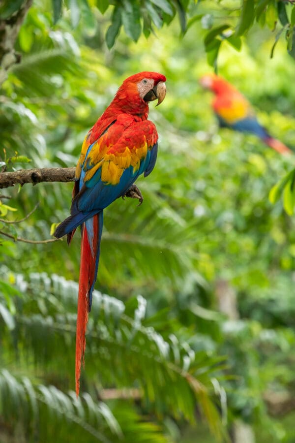 Wild Scarlet Macaws perch in trees