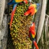 Wild Scarlet Macaws cling to a palm fruit bunch