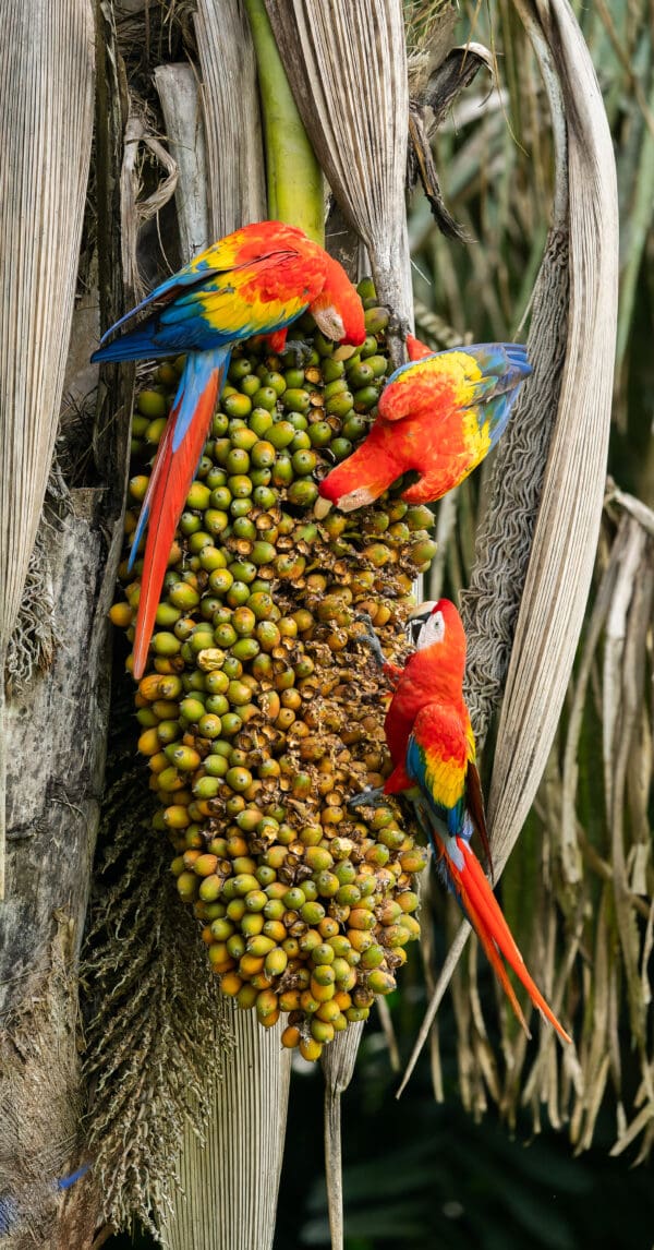 Wild Scarlet Macaws cling to a palm fruit bunch