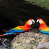 Wild Scarlet Macaws drink at a watering hole