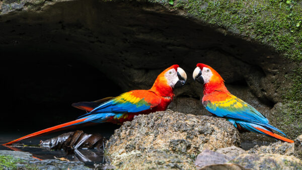 Wild Scarlet Macaws drink at a watering hole