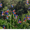 A flock of wild Scarlet Macaws in flight