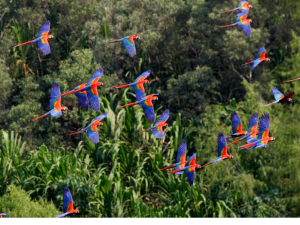 A flock of wild Scarlet Macaws in flight