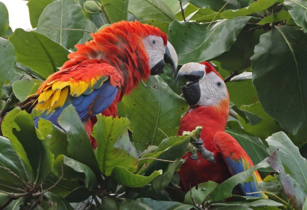 Wild Scarlet Macaws interact