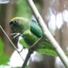 A wild Scarlet-shouldered Parrotlet perches on a branch