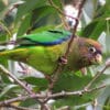 © ProAves Colombia CC BY-NC-SA 2.0 via Flickr A wild Scarlet-shouldered Parrotlet perches on a branch