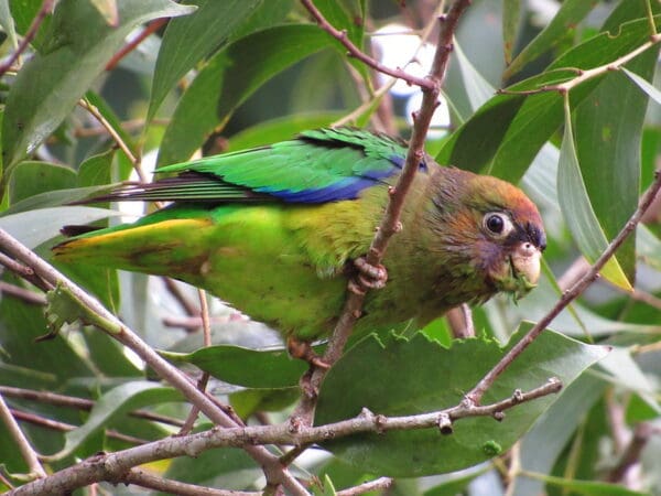 A wild Scarlet-shouldered Parrotlet perches on a branch