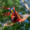 Wild Scarlet Macaws hang upside down and tussle