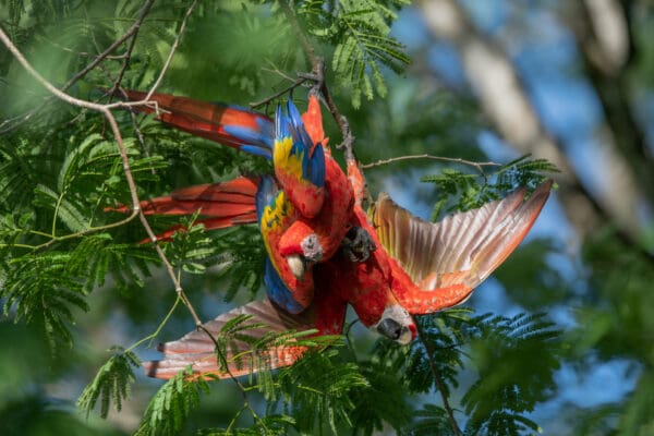 Wild Scarlet Macaws hang upside down and tussle