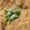 Wild Southern Mealy Amazons descend on a clay lick