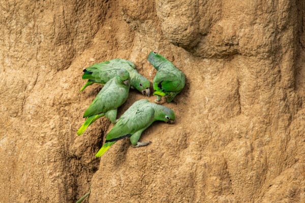 Wild Southern Mealy Amazons descend on a clay lick