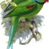 An illustration of extinct Seychelles Parakeets