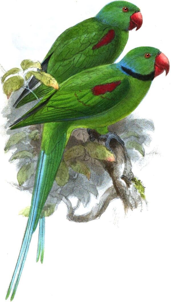 An illustration of extinct Seychelles Parakeets