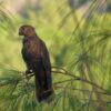 A wild Seychelles Parrot perches in a tree