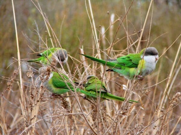 Wild Sierra Parakeets feed in grasses