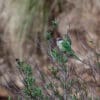 Wild Sierra Parakeets perch in a bush