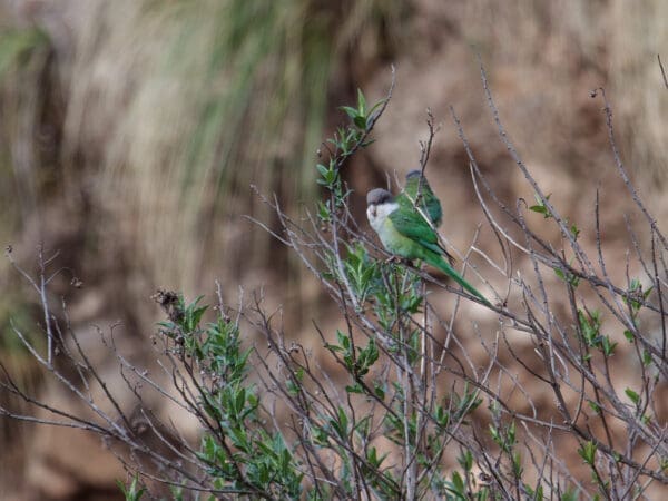 Wild Sierra Parakeets perch in a bush