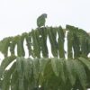 Wild Simeulue Parrot perches on a palm