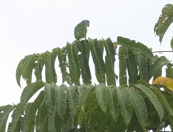 Wild Simeulue Parrot perches on a palm