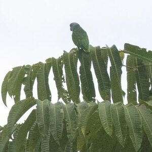 A wild Simeule Parrot perches on a palm