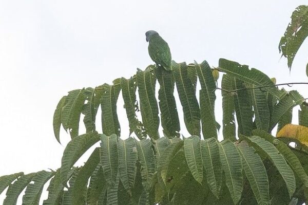 A wild Simeule Parrot perches on a palm