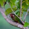 A wild Sinú Conure perches in a tree