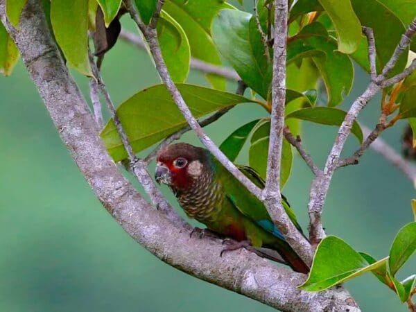 A wild Sinú Conure perches in a tree