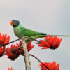 A wild male Slaty-headed Parakeet perches atop a flowering tree