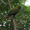 A wild Slender-billed Conure perches on a branch